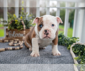 Medium Olde English Bulldogge