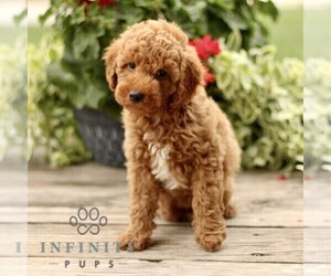 Goldendoodle (Miniature) Puppy for sale in RONKS, PA, USA