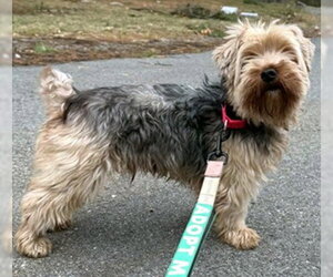 Mutt Dogs for adoption in Dedham, MA, USA