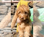 Puppy Herb Goldendoodle (Miniature)
