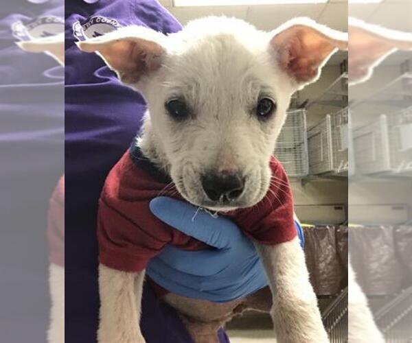 Medium Photo #1 Labrador Retriever Puppy For Sale in Conroe, TX, USA