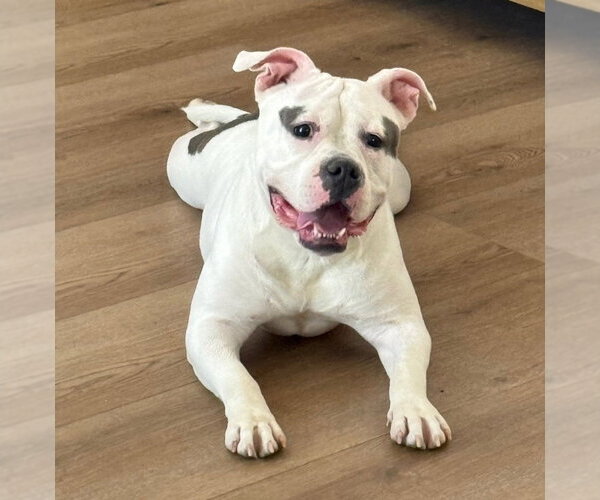 Medium Photo #1 American Bulldog-Unknown Mix Puppy For Sale in Lakewood, CO, USA