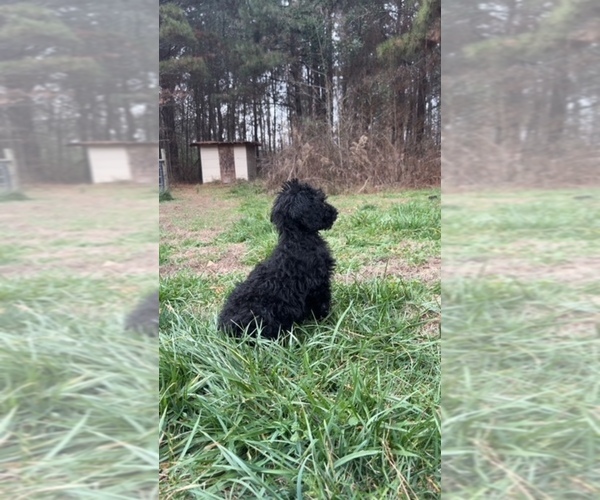 Medium Photo #2 Poodle (Standard) Puppy For Sale in MONROE, GA, USA