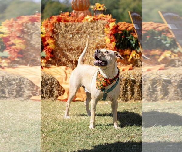 Medium Photo #10 Chinese Shar-Pei-Labrador Retriever Mix Puppy For Sale in Garner, NC, USA