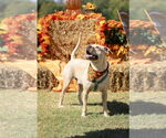 Small #9 Chinese Shar-Pei-Labrador Retriever Mix