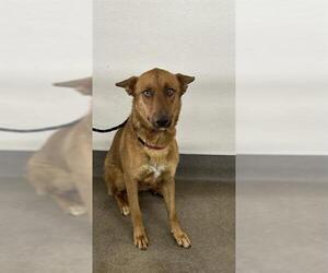 German Shepherd Dog Dogs for adoption in HESPERIA, CA, USA