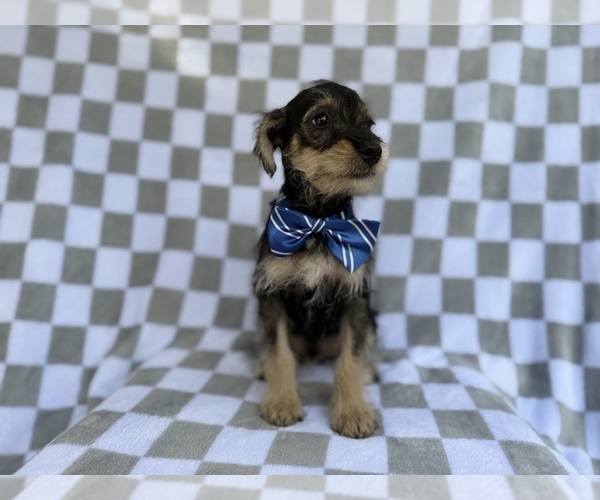 Medium Photo #4 Schnauzer (Miniature) Puppy For Sale in LAKELAND, FL, USA