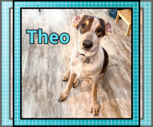 Theo GDP - Male Collie Dog for Adoption - Photo #3