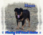 Moses - Male Miniature Australian Shepherd Puppy for Sale - Small photo