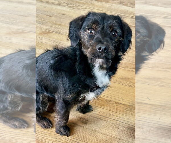 Medium Photo #1 Mutt Puppy For Sale in Omaha, NE, USA