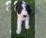 Small Photo #6 Aussiedoodle Puppy For Sale in DOWELLTOWN, TN, USA