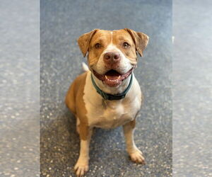 Fauna - Female American Pit Bull Terrier-American Staffordshire Terrier Mix Dog for Adoption - Photo #3