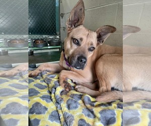 Mutt Dogs for adoption in Rustburg, VA, USA