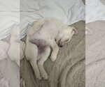 Small #1 Great Pyrenees Mix