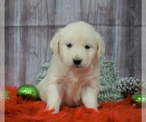 English Cream Golden Retriever Puppy for sale in FREDERICKSBG, OH, USA