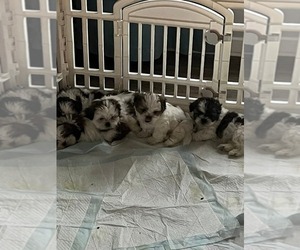 Shih Tzu Puppy for sale in CROUSE, NC, USA