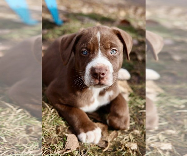 Medium Photo #3 American Staffordshire Terrier-Unknown Mix Puppy For Sale in Duluth, MN, USA