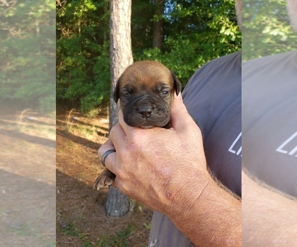 Medium Photo #2 Bullmastiff Puppy For Sale in ELLABELL, GA, USA