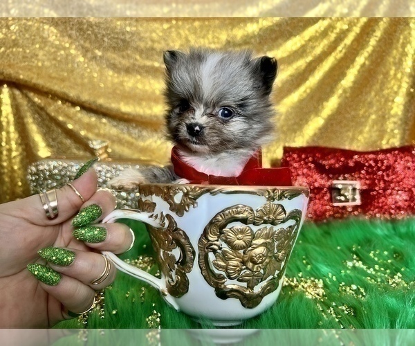Medium Photo #34 Pomeranian Puppy For Sale in HAYWARD, CA, USA