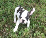 Small Photo #38 French Bulldog Puppy For Sale in AVON PARK, FL, USA