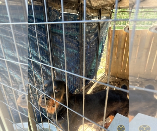 Medium Photo #1 Rottweiler Puppy For Sale in CADES, SC, USA