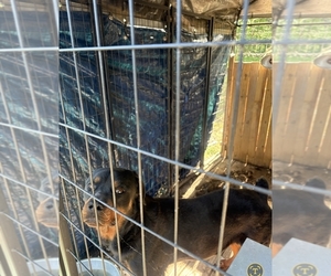 Rottweiler Puppy for sale in CADES, SC, USA