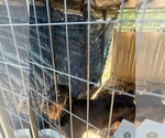 Small Rottweiler
