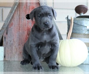 Labrador Retriever Puppy for sale in FREDERICKSBG, OH, USA