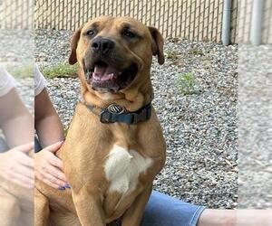 Black Mouth Cur-Unknown Mix Dogs for adoption in Palmetto, FL, USA