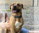 Small Black Mouth Cur Mix