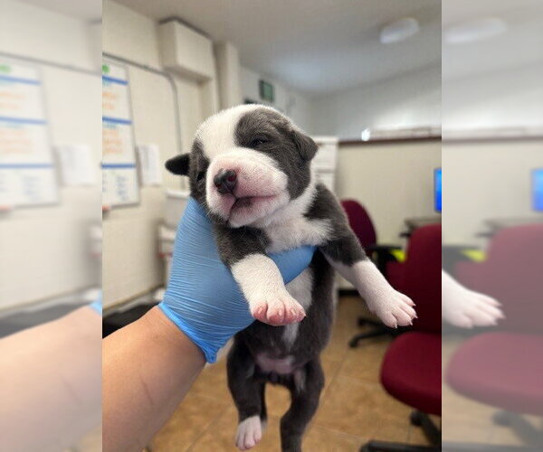 Medium Photo #2 Mutt Puppy For Sale in San Bernardino, CA, USA