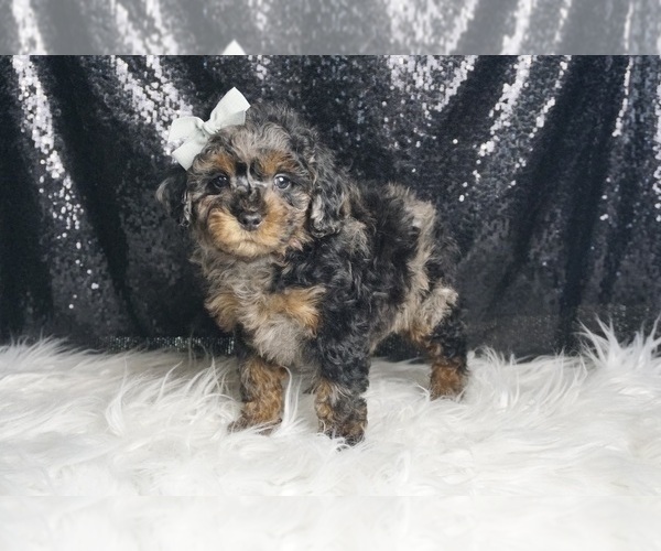 Medium Photo #30 Poodle (Toy) Puppy For Sale in WARSAW, IN, USA