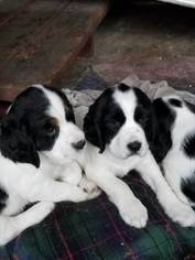 Welsh Springer Spaniel Puppy for sale in MINNEAPOLIS, MN, USA