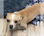Small #4 Chihuahua