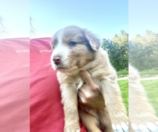 Medium Photo #2 Australian Shepherd Puppy For Sale in MOSELLE, MS, USA