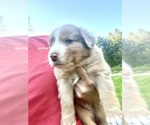 Small #1 Australian Shepherd