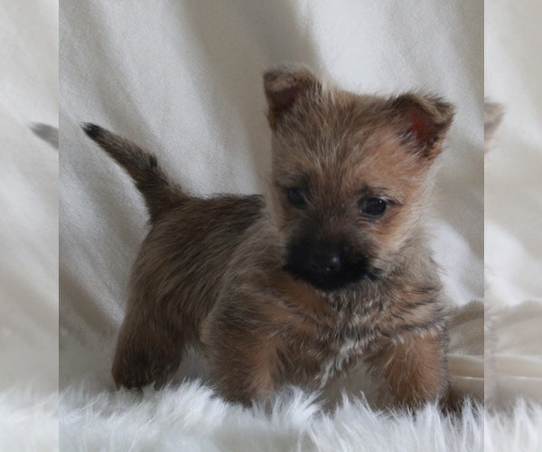 Medium Photo #3 Cairn Terrier Puppy For Sale in FREDERICKSBURG, OH, USA