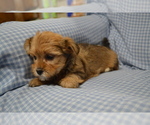 Puppy Beth Yorkshire Terrier-Zuchon Mix