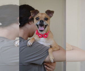 Medium Chihuahua Mix