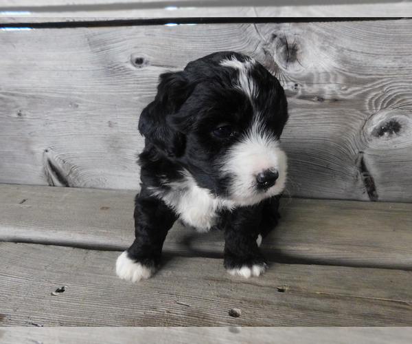 Medium Photo #3 Miniature Bernedoodle Puppy For Sale in MILLERSBURG, OH, USA