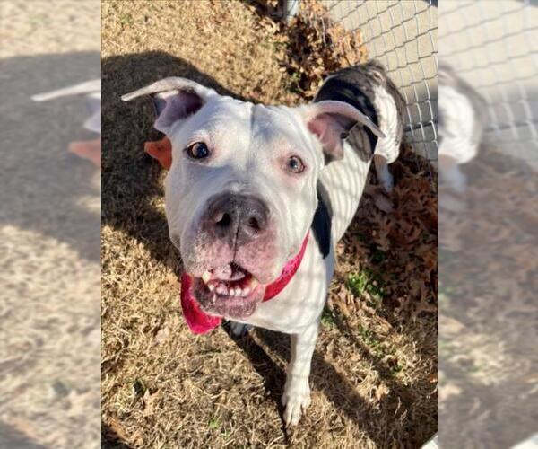 Medium Photo #1 Mutt Puppy For Sale in Tulsa, OK, USA