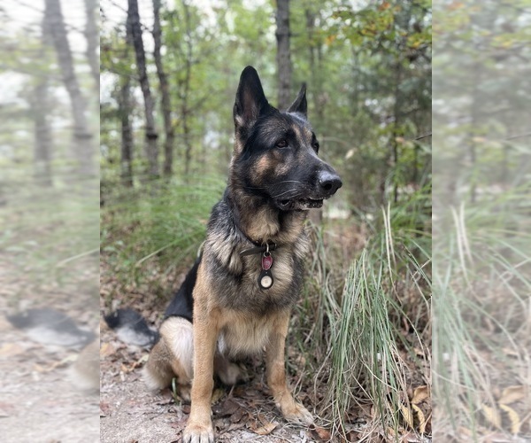Medium Photo #1 German Shepherd Dog Puppy For Sale in ELKLAND, MO, USA