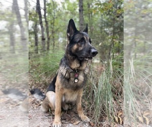 Father of the German Shepherd Dog puppies born on 10/26/2025