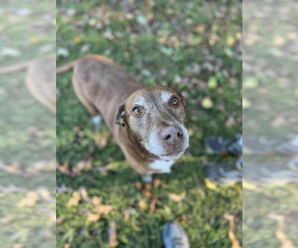 Medium Photo #3 Chocolate Labrador retriever-Unknown Mix Puppy For Sale in Cookeville, TN, USA