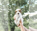 Small Photo #62 Goldendoodle (Miniature) Puppy For Sale in FREDERICA, DE, USA