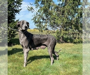 Mother of the Great Dane puppies born on 10/27/2025