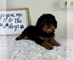 Small #3 Cavapoo
