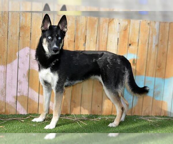 Medium Photo #1 Gerberian Shepsky Puppy For Sale in West Valley, UT, USA