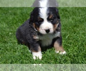 Bernese Mountain Dog Litter for sale in GREENWOOD, WI, USA