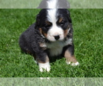 Image preview for Ad Listing. Nickname: Litter of 6